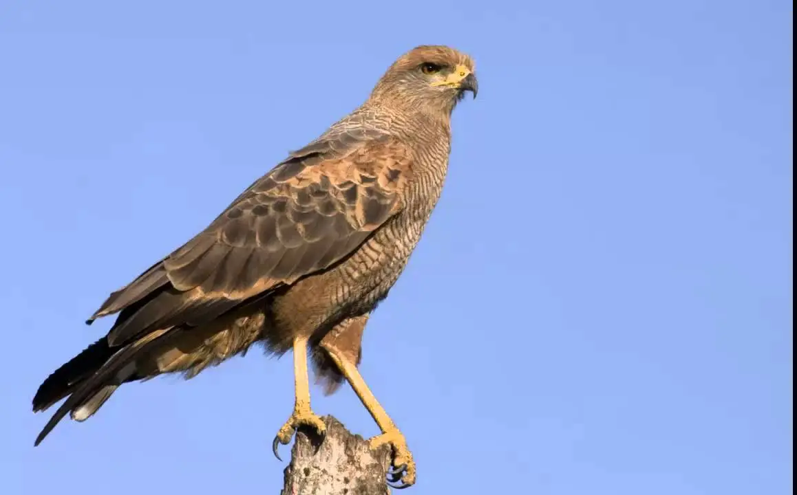Larguirucho ave: Al majestuoso aguilucho - Cuánto peso puede levantar un aguilucho larguirucho ave - Cuánto peso puede levantar un aguilucho