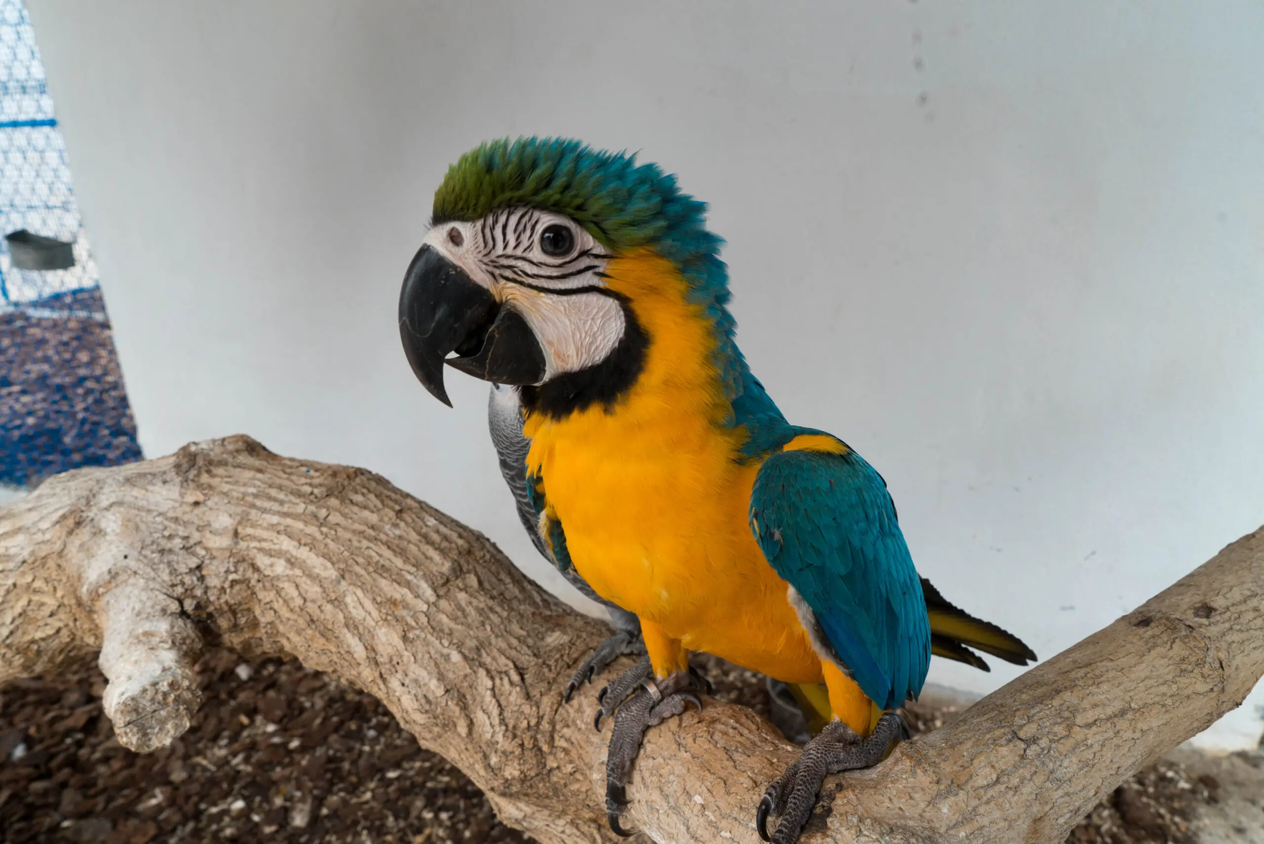 Cuánto vale un guacamayo: precios y consideraciones - Cuánto salen las guacamayas cuanto vale un guacamayo - Cuánto salen las guacamayas