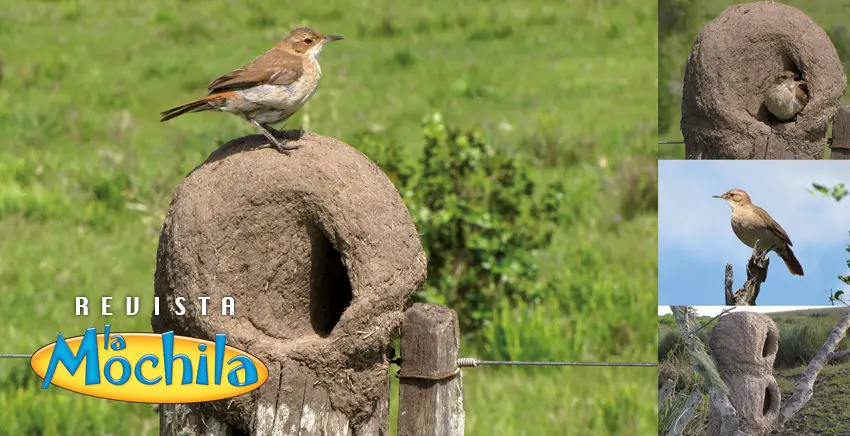 pajaro hornero nido - Cuánto tiempo le lleva a un hornero en hacer su casa