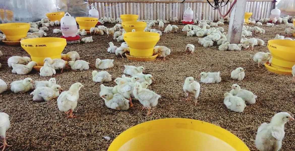 manejo de aves de engorde - Cuánto tiempo se debe poner la luz a los pollos de engorde