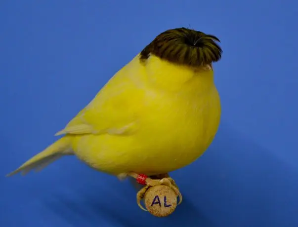 pajaro canario con flequillo - Cuánto vale un canario moñudo