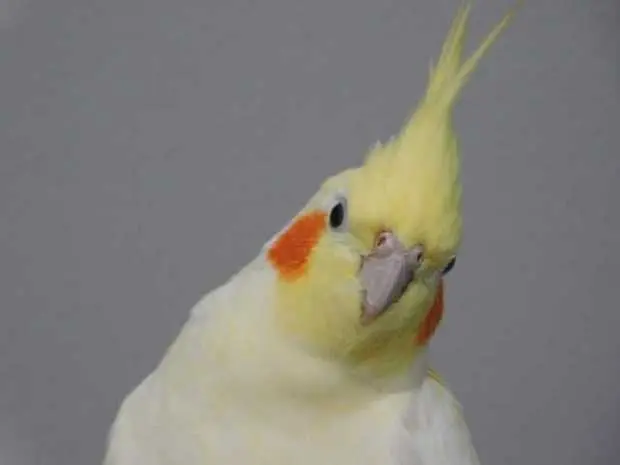 cuanto sale pajaro cacatua ninfa - Cuánto vale una cacatúa amarilla