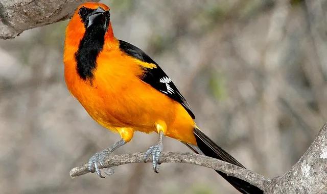 pájaro también conocido como calandria - Cuánto valen las calandrias