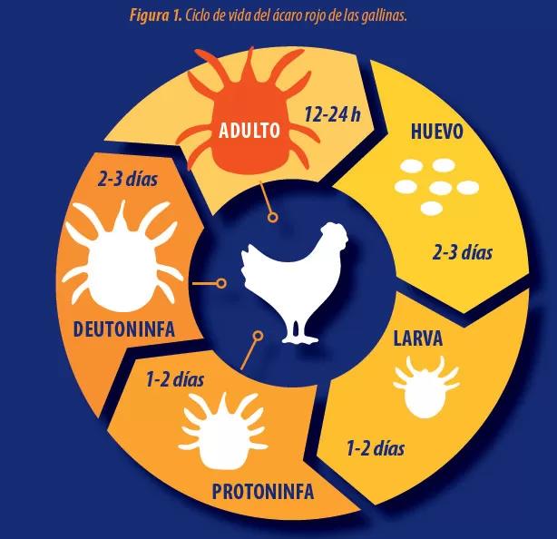 Acaros de aves: ciclo de vida y características - Cuánto vive un ácaro de gallina acaros de aves ciclo de vida - Cuánto vive un ácaro de gallina