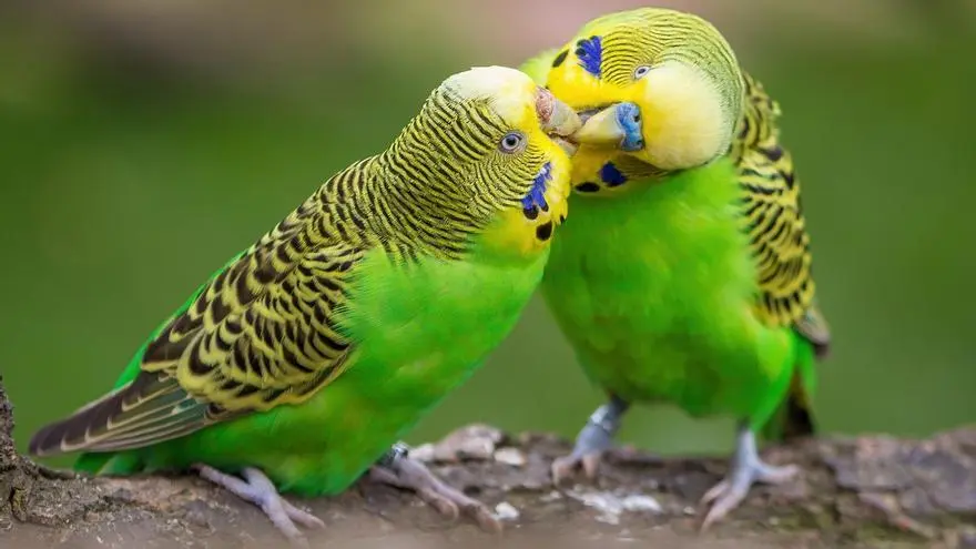 Ave Periquito: Todo lo que debes saber sobre esta hermosa especie - Cuánto vive un periquito en jaula ave periquito - Cuánto vive un periquito en jaula