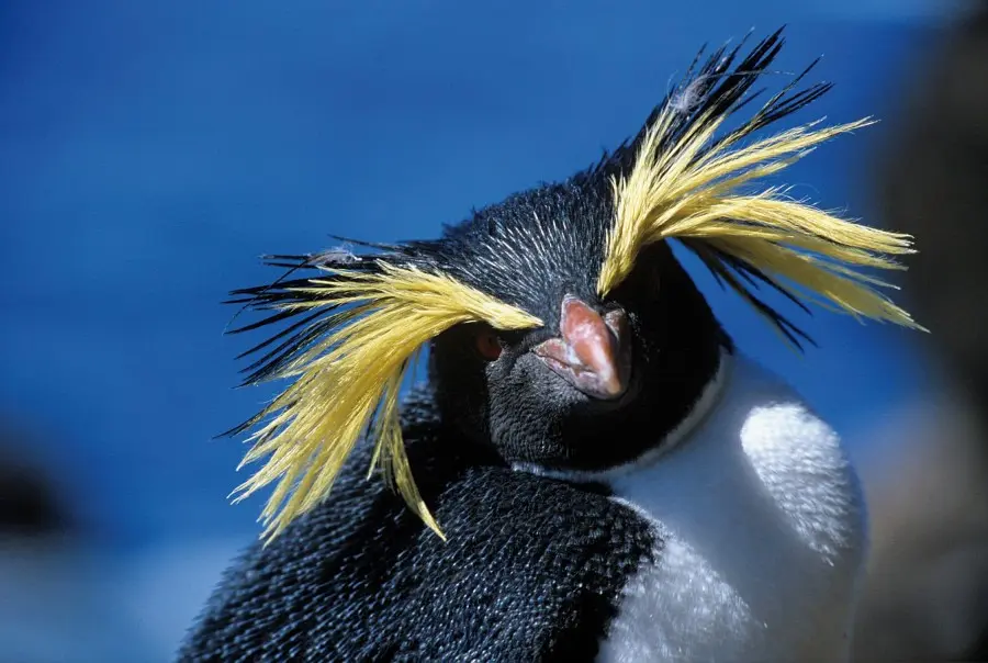 guacamayo de penacho amarillo - Cuánto vive un pingüino de penacho amarillo