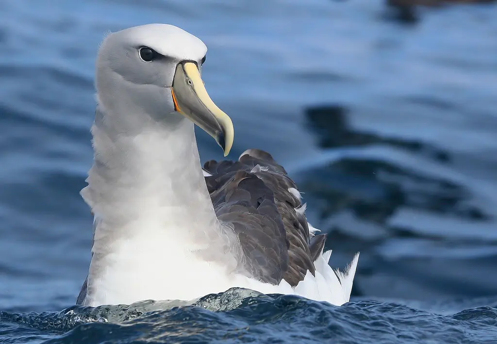 albatros aves donde viven - Cuántos albatros hay en el mundo