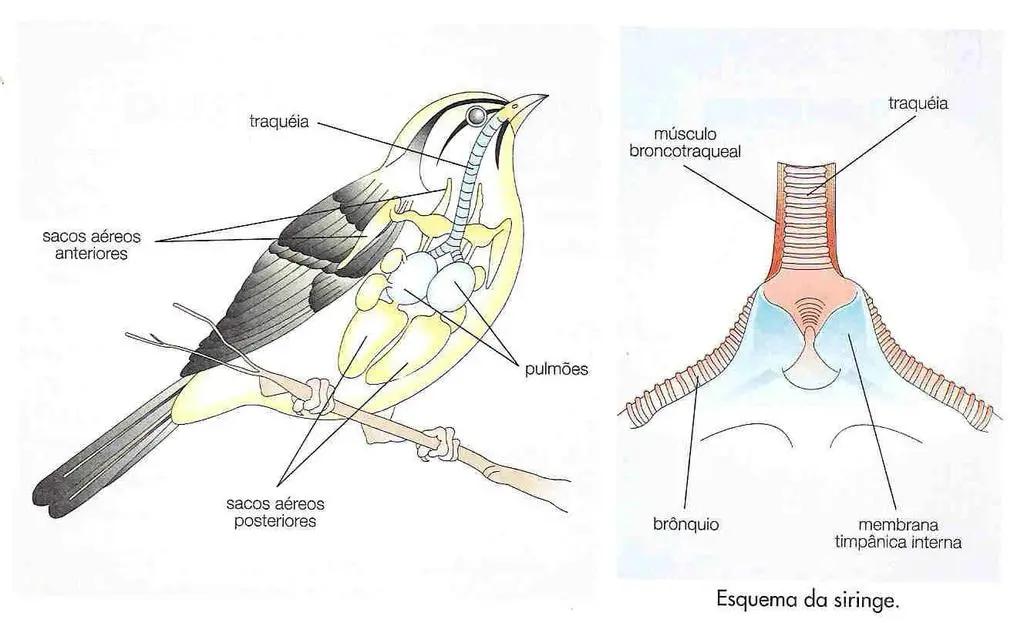 La tráquea en aves: estructura y función - Cuántos anillos traqueales tienen las aves traquea en aves - Cuántos anillos traqueales tienen las aves