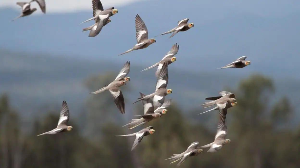 cantidad de aves en el mundo - Cuántos animales hay en el mundo 2023
