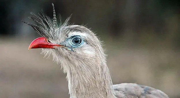 aves de salta argentina - Cuántos animales hay en Salta