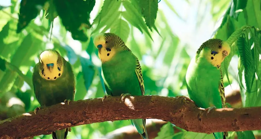 Tipos de catas de aves - Cuántos años duran las catas tipos de catas aves - Cuántos años duran las catas