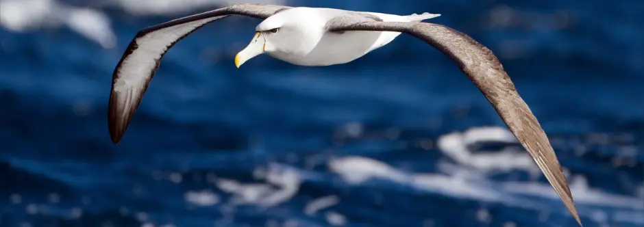 albatros ave vuelo - Cuántos años puede volar un albatros