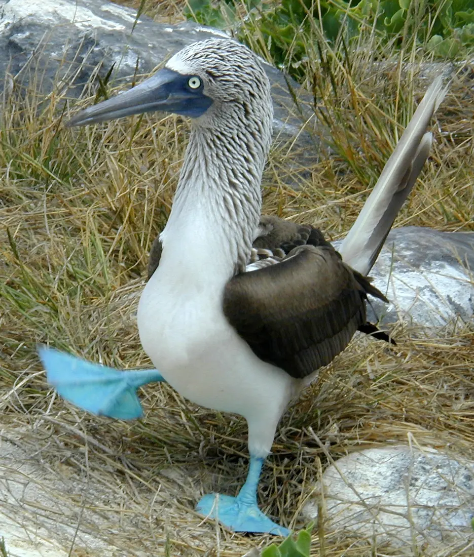 ave marina de patas azules - Cuántos años vive el piquero de patas azules