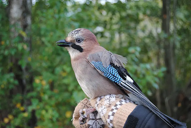 Cuánto vive el pájaro Mundo Alegre - Cuántos años vive un colorín cuanto vive el pajaro mundo alegre - Cuántos años vive un colorín