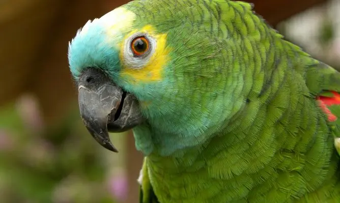 Cuántos años viven los loros Amazonas - Cuántos años vive un loro Amazona albifrons cuantos años viven los loros amazonas - Cuántos años vive un loro Amazona albifrons