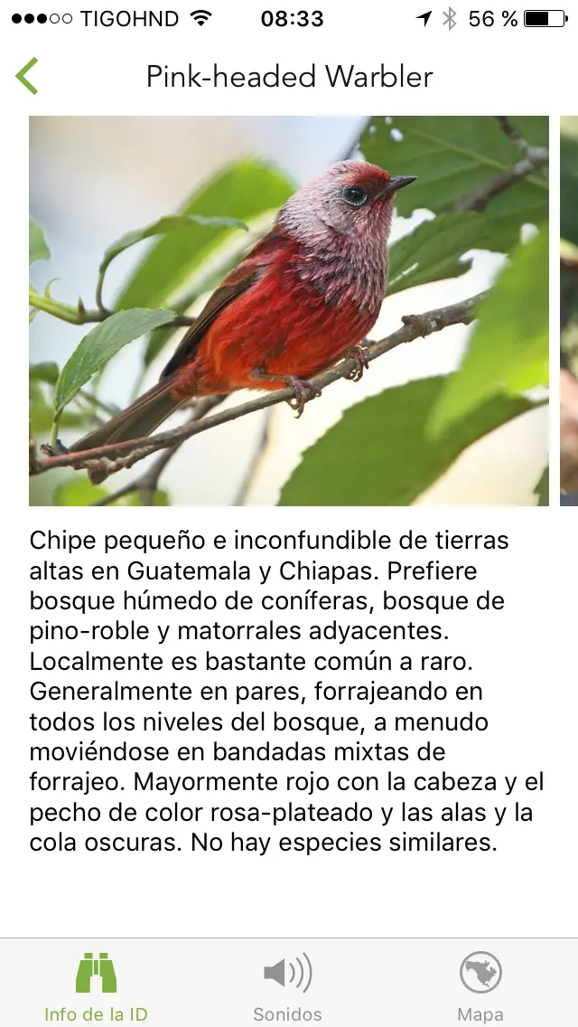 Aves de Guatemala y sus nombres - Cuántos aves quetzales hay en el mundo aves de guatemala y sus nombres - Cuántos aves quetzales hay en el mundo