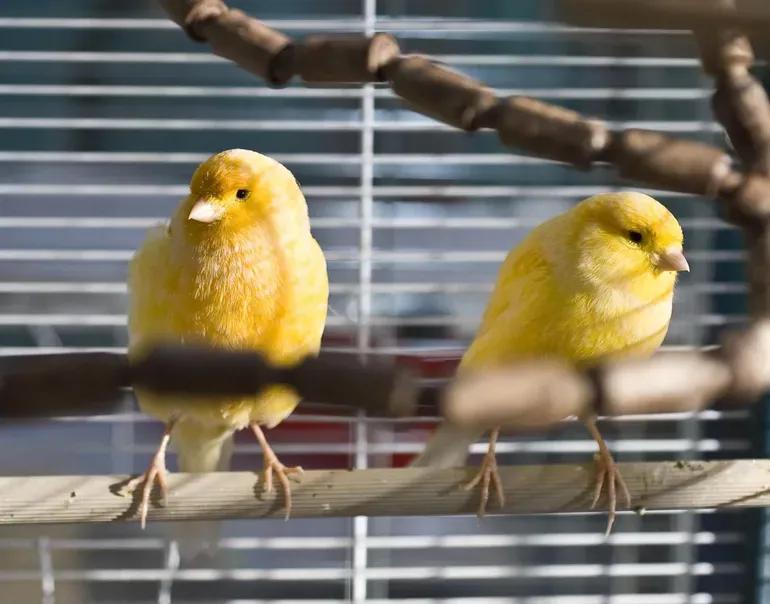 Aves compatibles con canarios - Cuántos canarios se pueden poner en una jaula aves compatibles con canarios - Cuántos canarios se pueden poner en una jaula