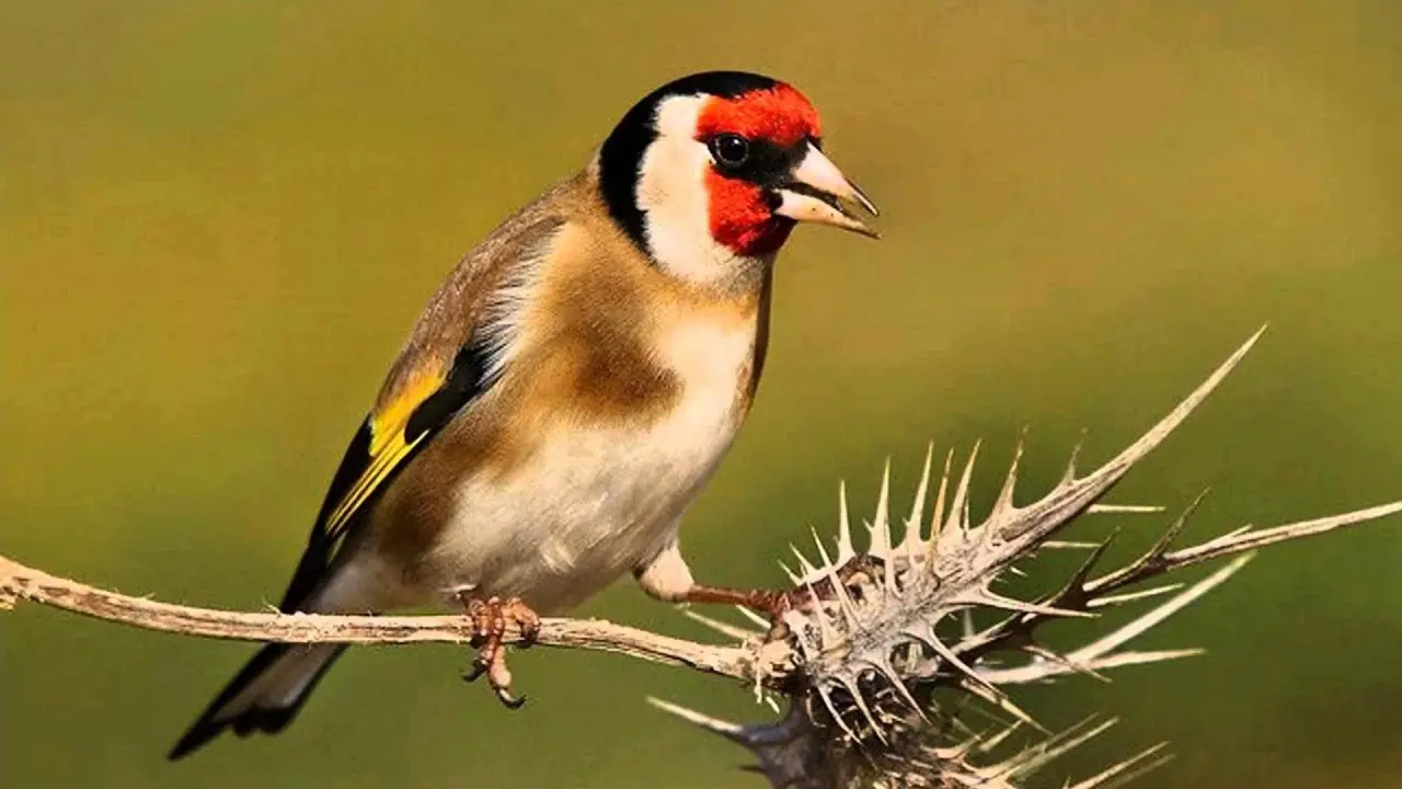 Canto de un pájaro jilguero: belleza y melodía en el aire - Cuántos cantos tiene el jilguero canto de un pájaro jilguero - Cuántos cantos tiene el jilguero