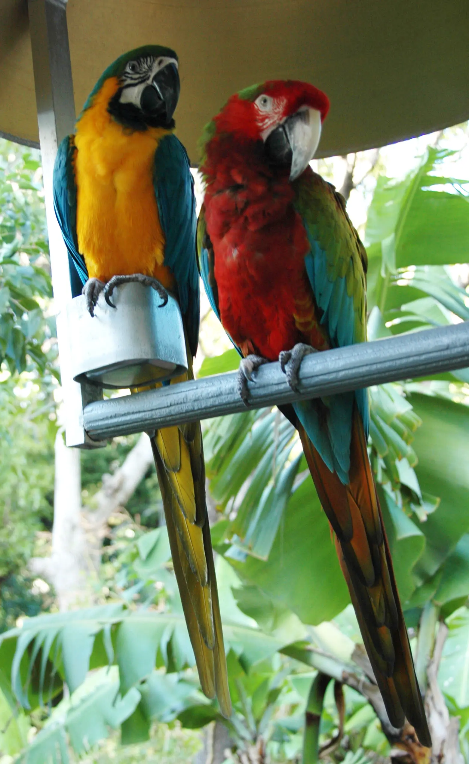 Ara: El increíble ave de colores vibrantes - Cuántos guacamayos azules quedan en el mundo ara ave - Cuántos guacamayos azules quedan en el mundo