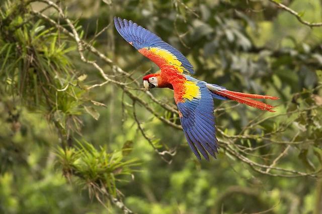 guacamayo colombia - Cuántos guacamayos hay en Colombia