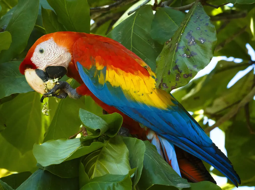 guacamayo rojo mexicano - Cuántos guacamayos rojos quedan en México