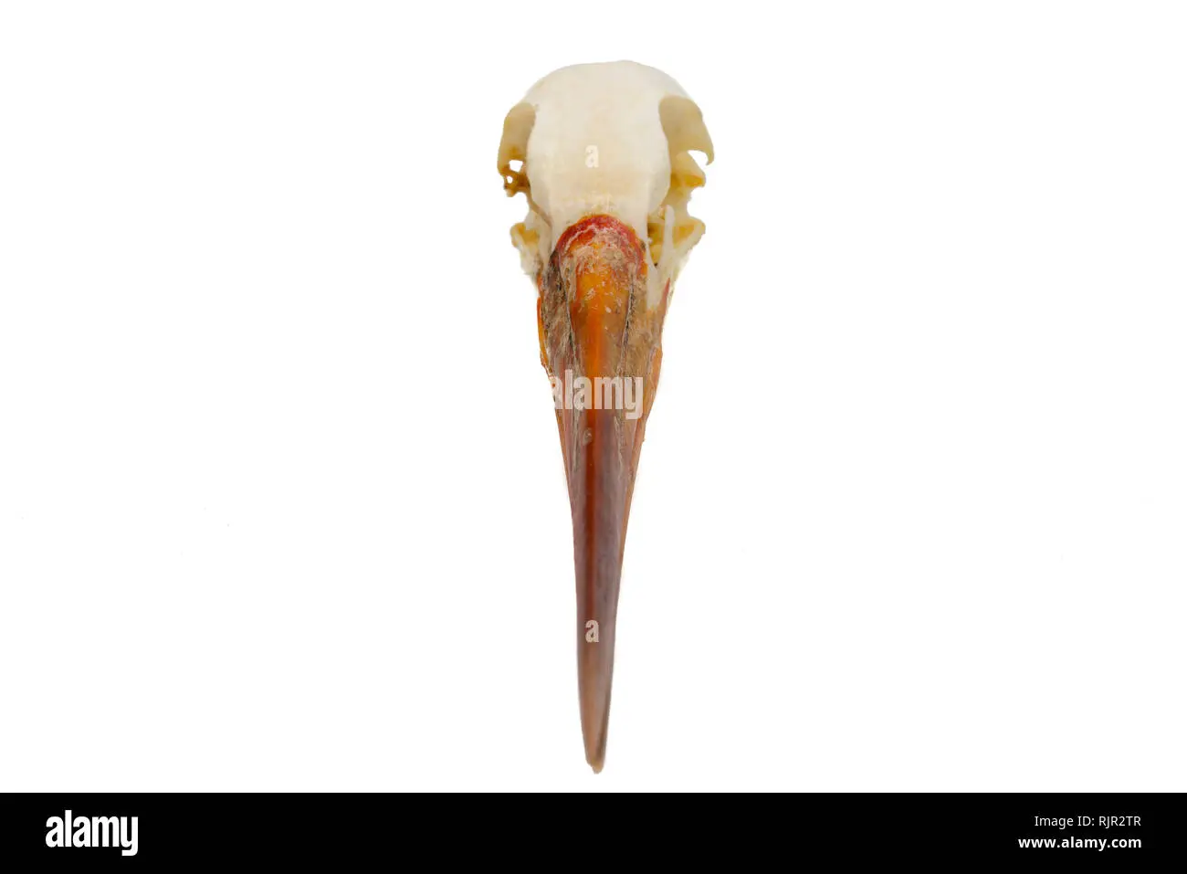 cómo está conformado el cráneo de pájaro - Cuántos huesos hay en el Viscerocraneo
