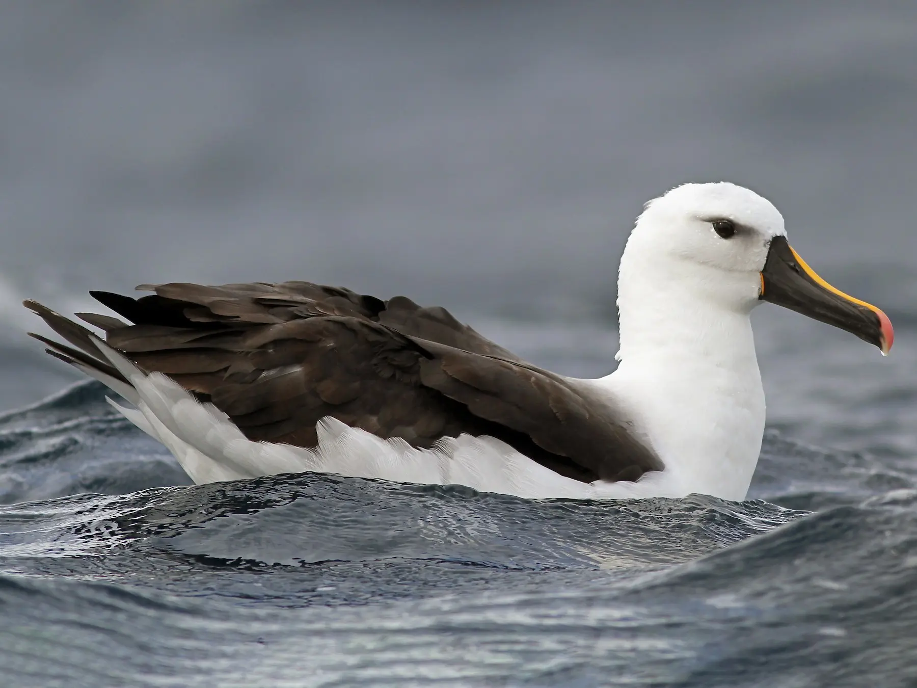 albatros ave anidan - Cuántos huevos pone un albatros