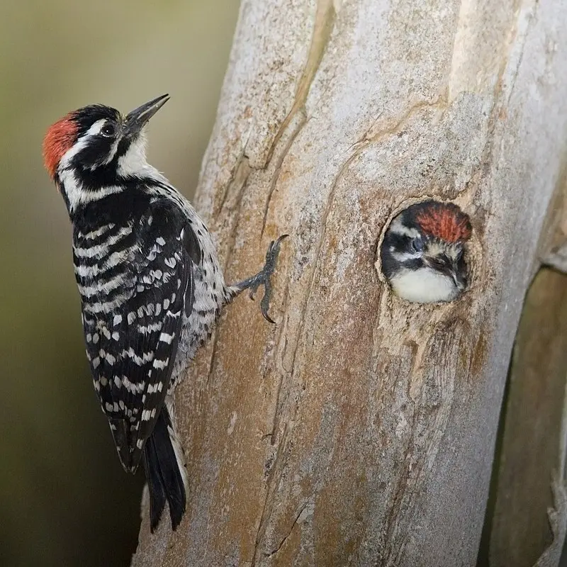 cuantos huevos pone el pajaro carpintero - Cuántos huevos pone un carpintero