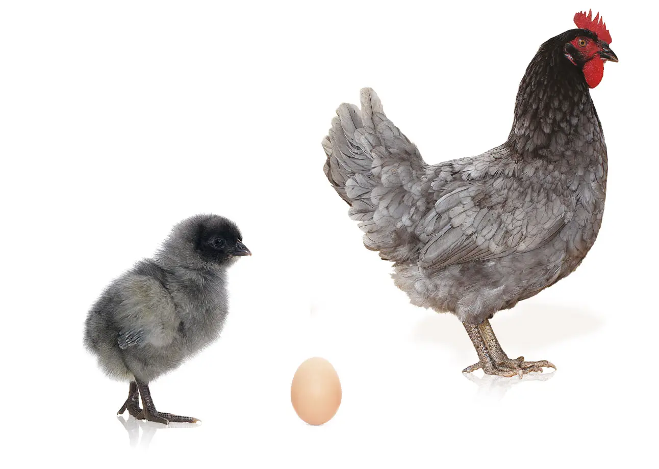 ave de doble proposito - Cuántos huevos ponen las gallinas doble propósito