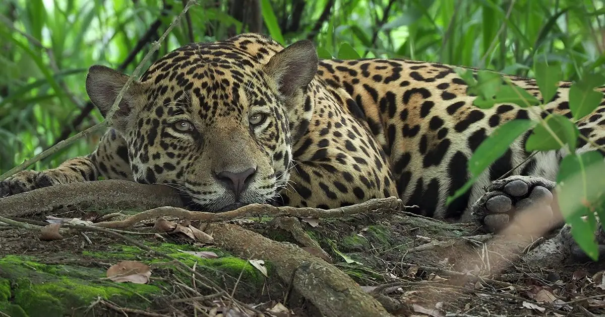 guacamayo y jaguar informacion en brasil - Cuántos jaguares hay en Brasil