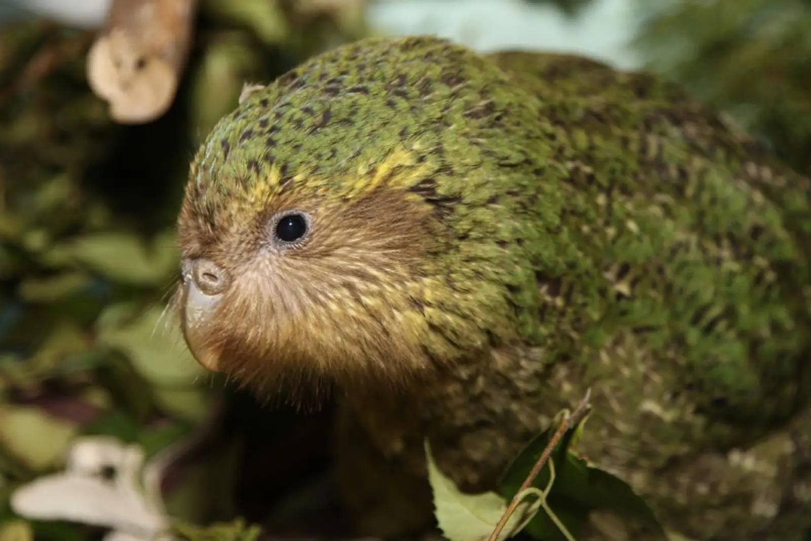 region natural lo que perte el loro kakapo - Cuántos kakapos quedan en el mundo