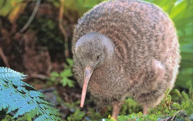 el ave kiwi se extinguio - Cuántos kiwis hay en el mundo