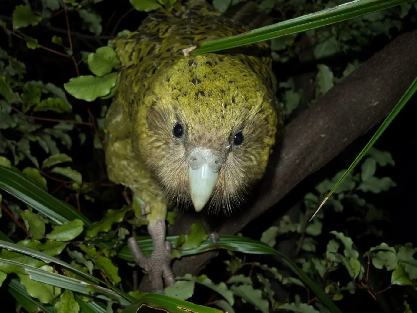 ave no voladora cacapo - Cuántos loros kakapo hay