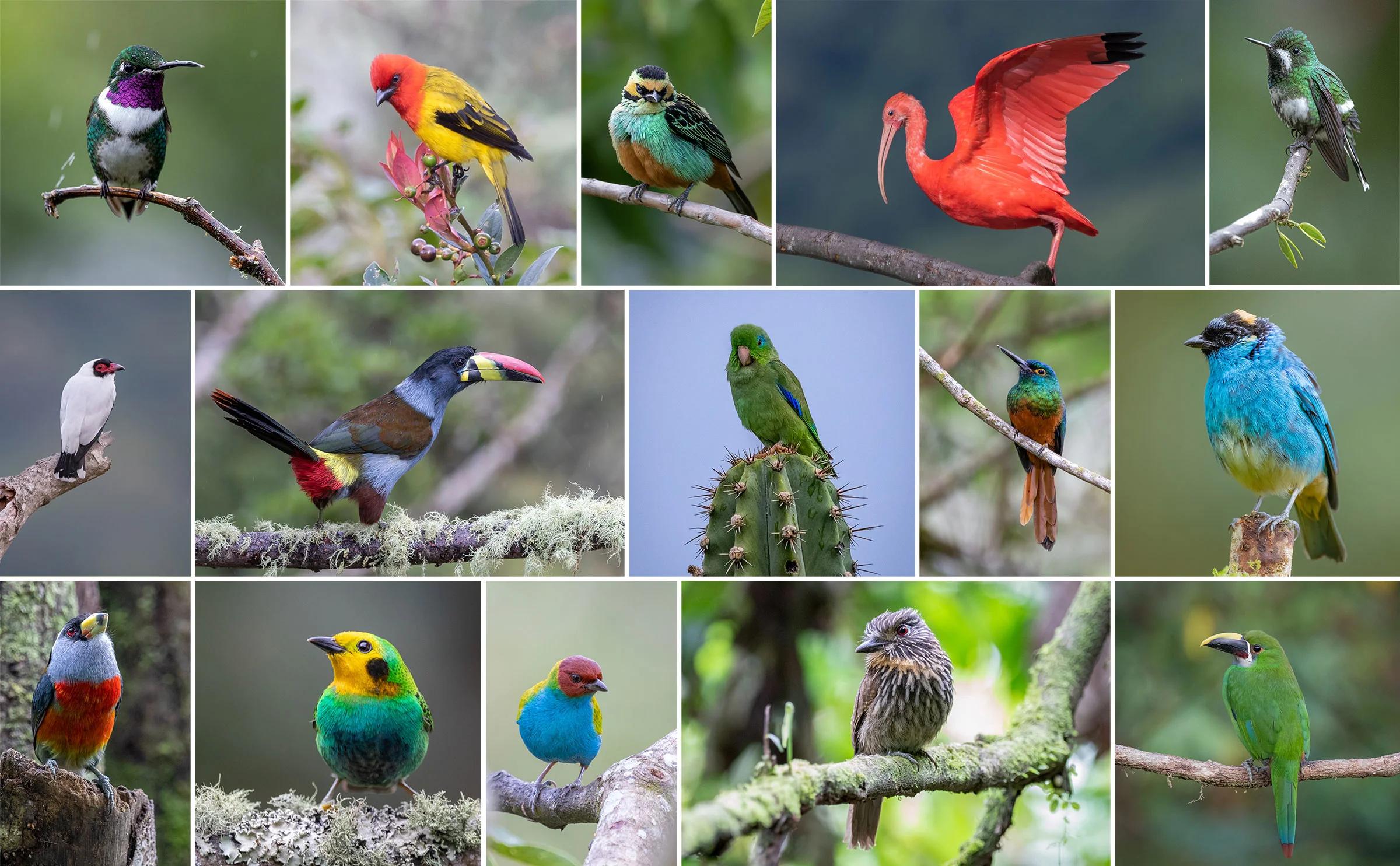 catalogo de aves de colombia - Cuántos órdenes de aves hay en Colombia