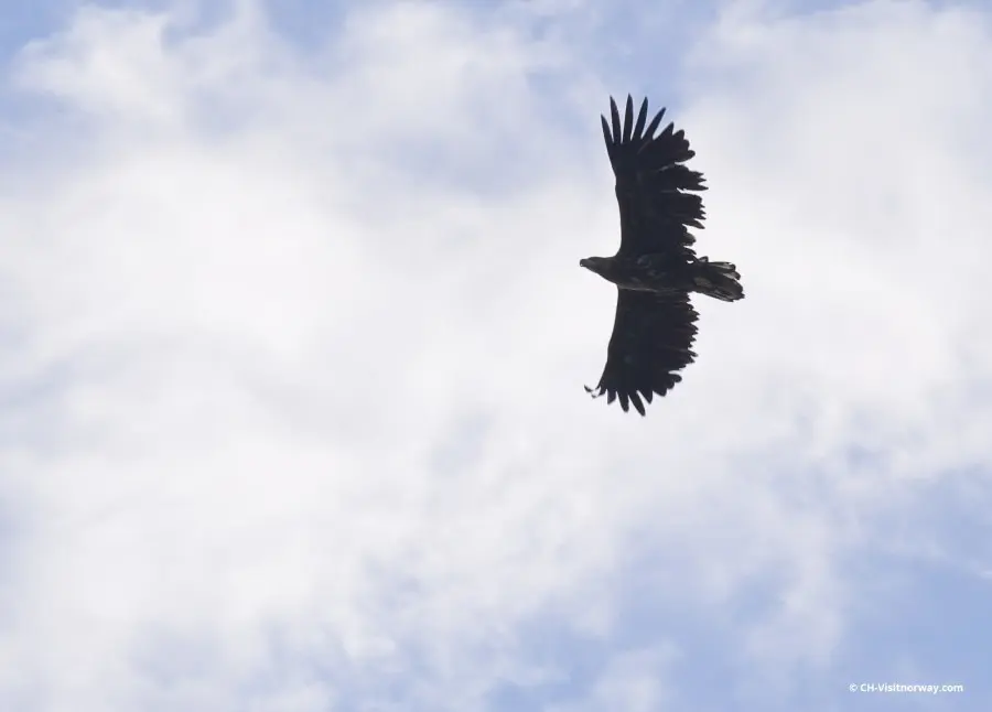 aves aguilas de america - Cuántos tipos de águilas hay y cuáles son