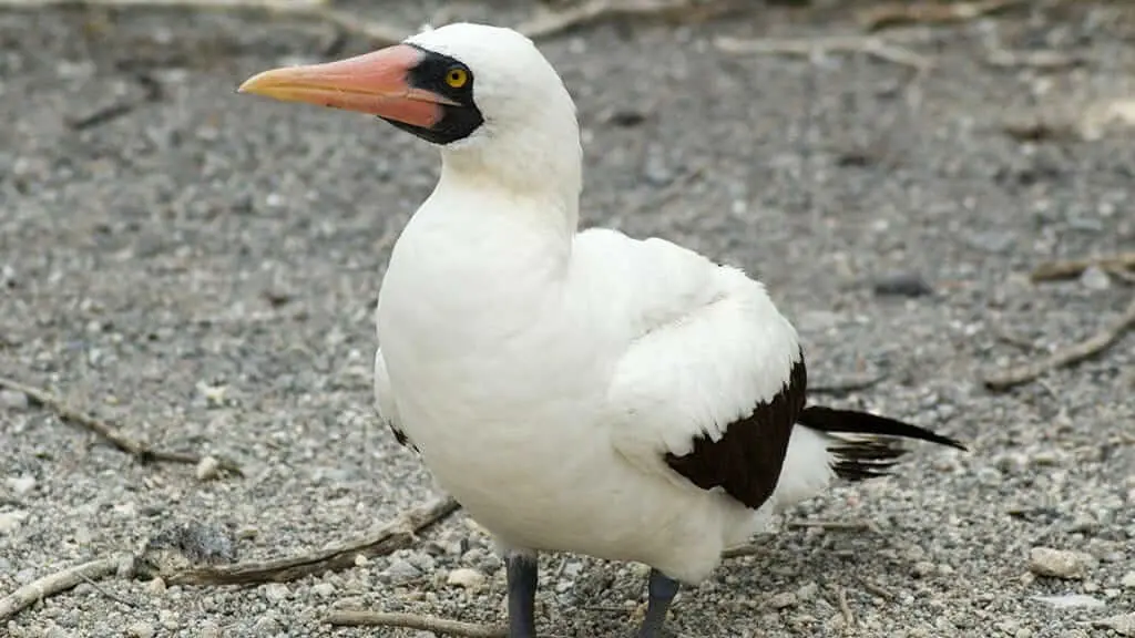 10 tipos de aves de galapagos - Cuántos tipos de especies de pinzones hay