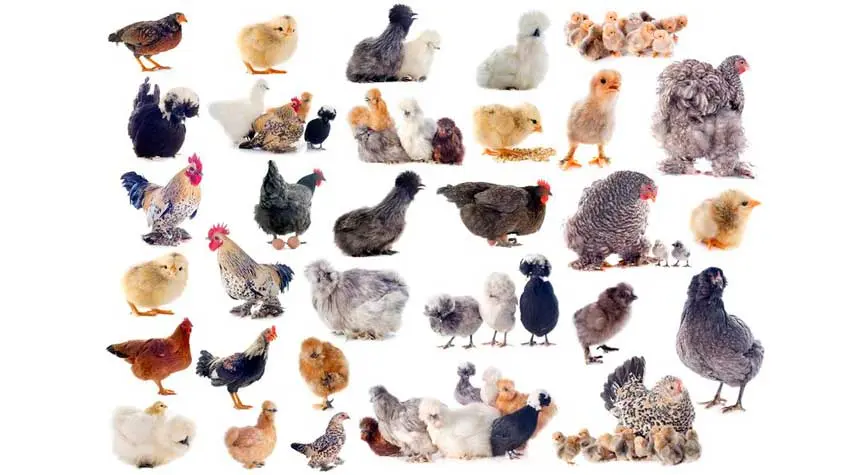 todas las razas de aves - Cuántos tipos de gallinas hay y cuáles son