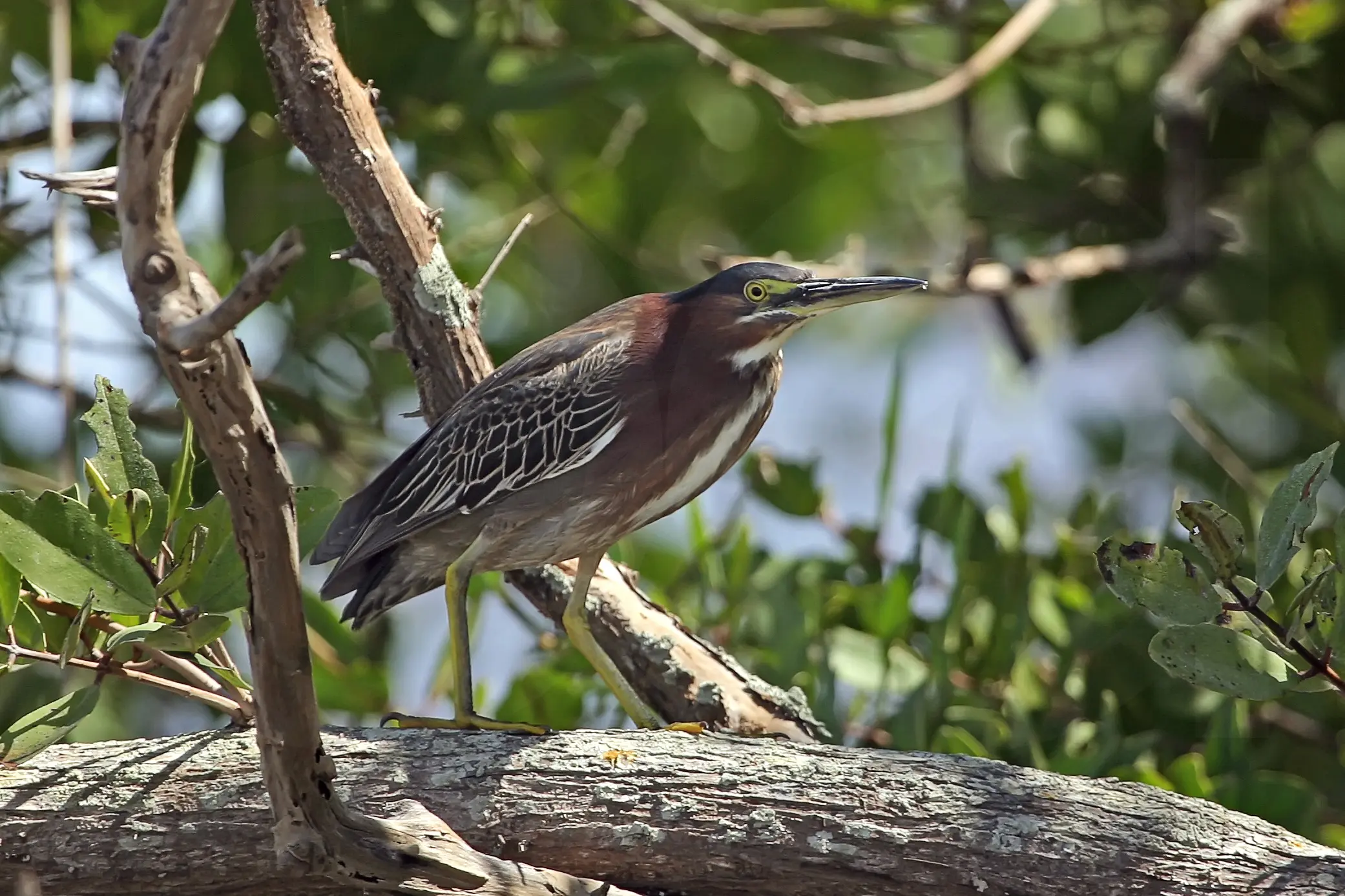 aves parecidas a las garzas - Cuántos tipos de garzas hay en el mundo