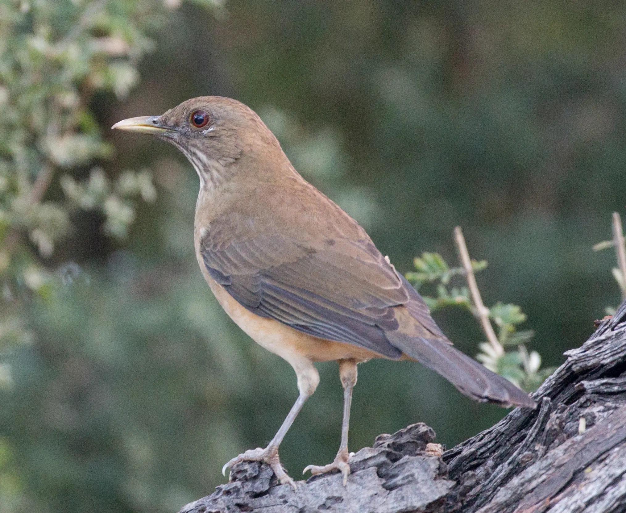 ave pajaro especies de mirlos - Cuántos tipos de mirlos hay