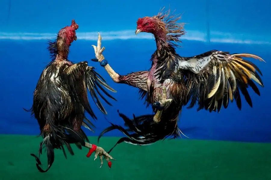 aves de riña - Cuántos tipos de raza de gallos de pelea hay