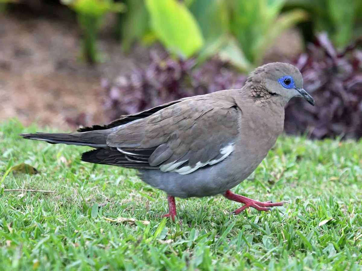 ave parecida a la tortola - Cuántos tipos de tórtolas hay