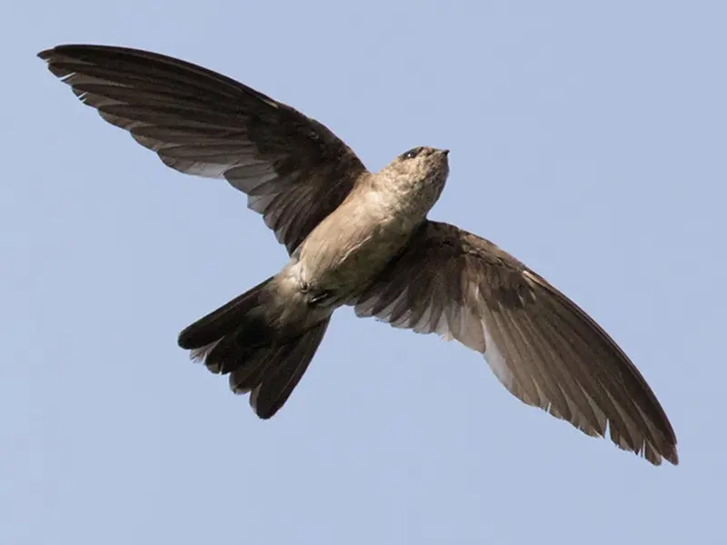 Las Salanganas: Aves Fascinantes - Cuántos tipos de vencejos hay salanganas aves - Cuántos tipos de vencejos hay