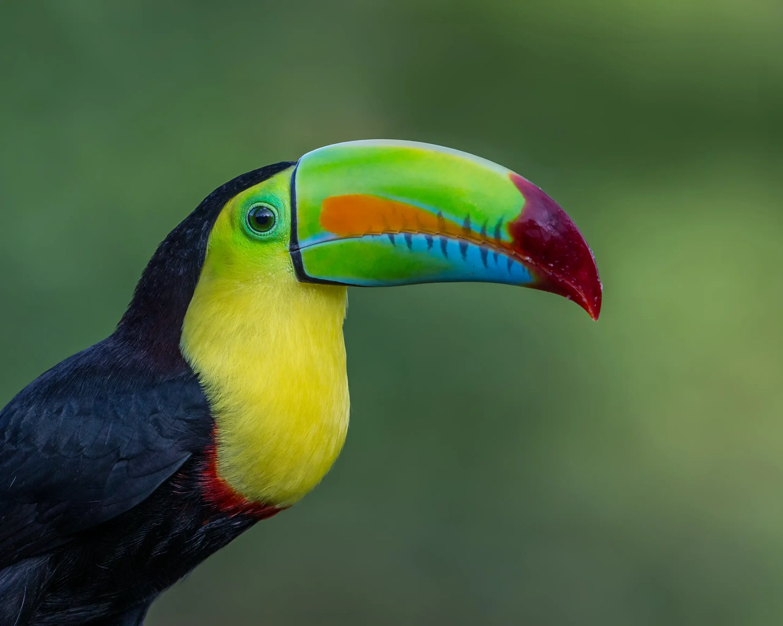 ave tipo tucan horrible h con ojos grandes - Cuántos tucanes hay en Argentina