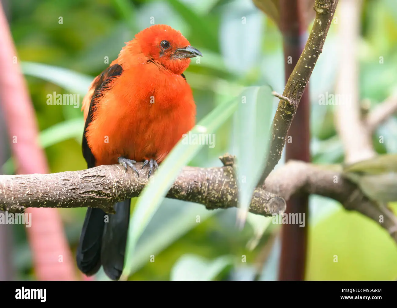 pajaro anaranjado - De dónde es el pájaro naranja