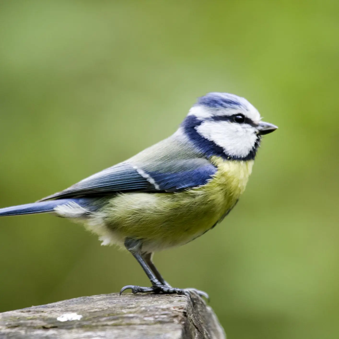 alas de pajaro de perfil - De qué están hechas las alas de los pájaros