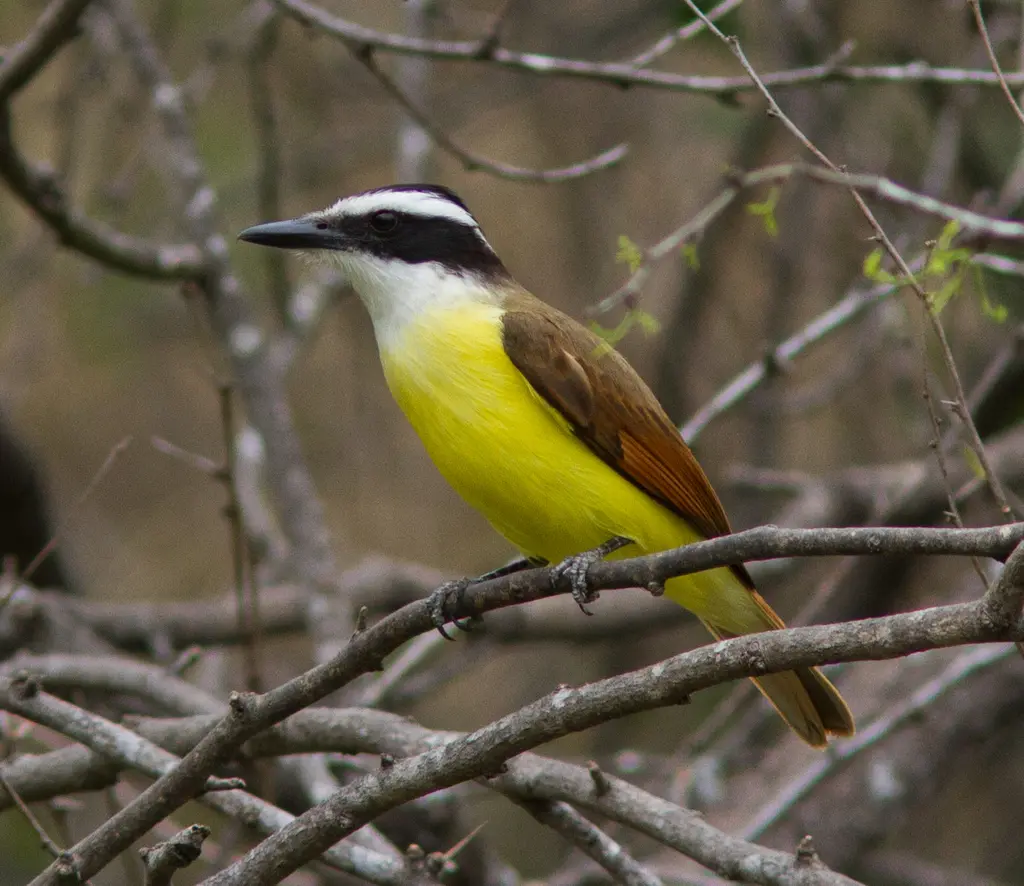 caracteristicas y habita del pajaro venteo - Dónde anida el benteveo