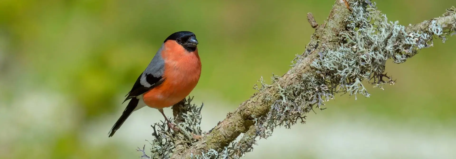 caracteristicas del pajaro camachuelo - Dónde anidan los Camachuelos