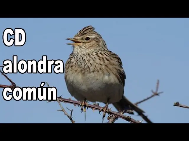 alondra ave canto - Dónde canta la alondra