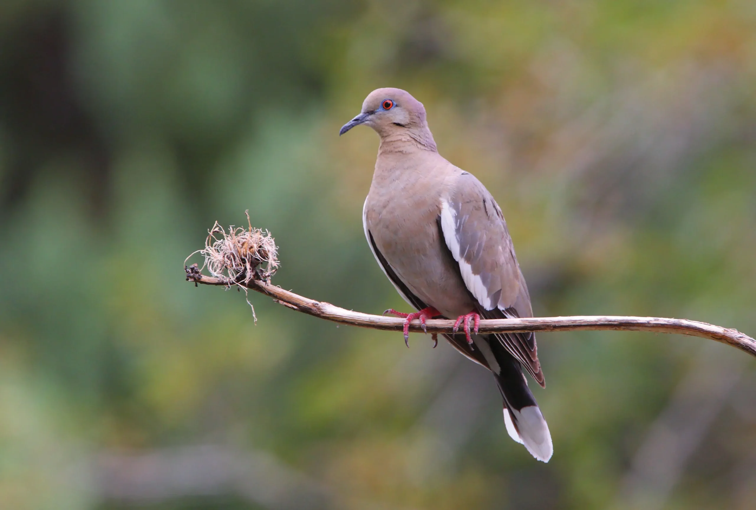 cazar palomas pájaros - Dónde cazar palomas en Córdoba