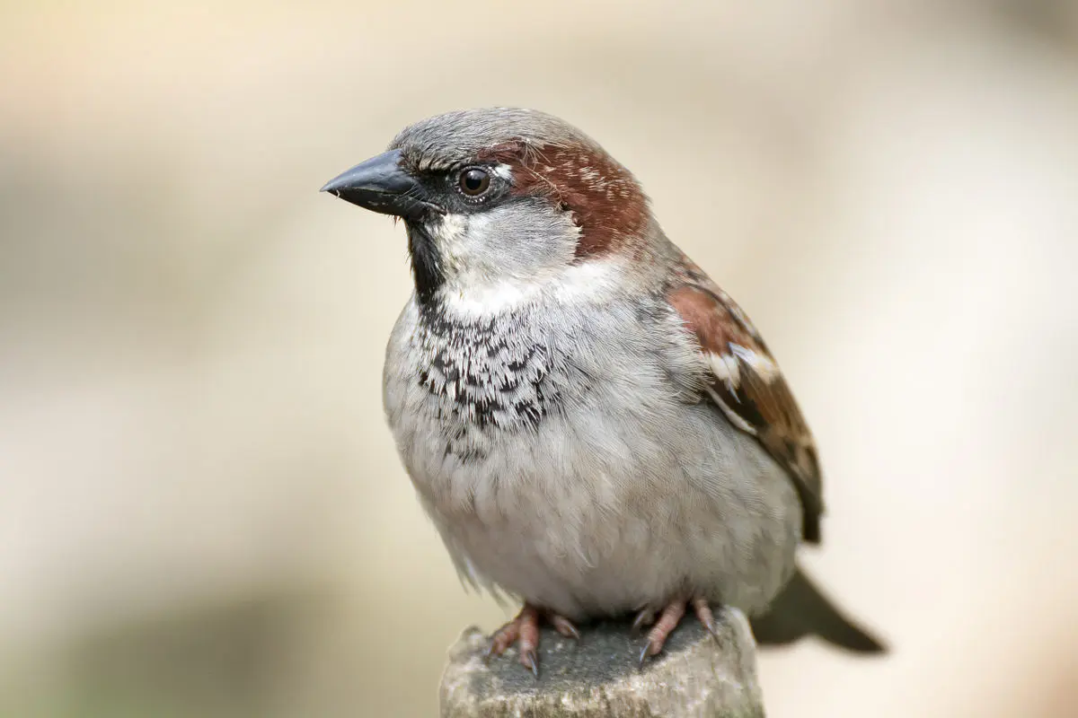 cuanto vive un pajaro gorrion - Dónde duermen los gorriones en invierno